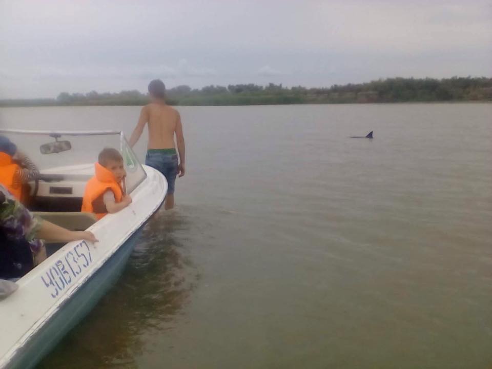В районе Вилково туристы спасли трех дельфинов.