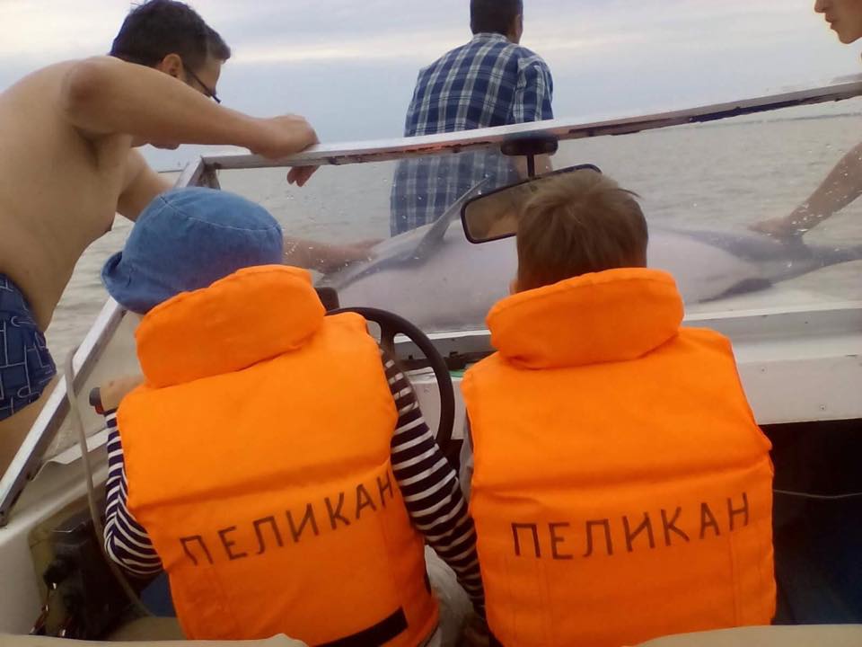 В районе Вилково туристы спасли трех дельфинов