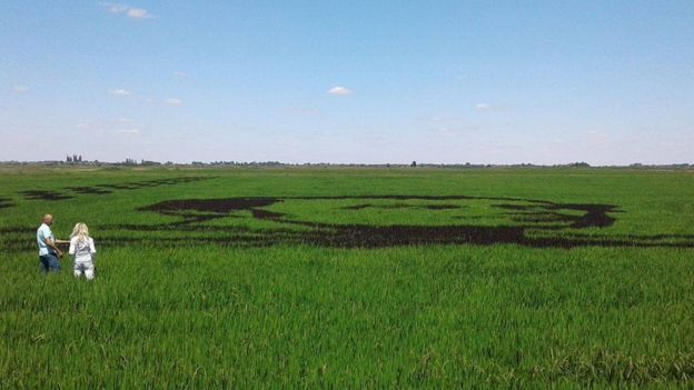 Украинские селекционеры из рисовых посевов создали гигантский портрет Кобзаря