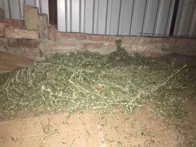 Две коробки марихуаны "для личного потребления": житель Измаильского р-на сушил коноплю на горизонте