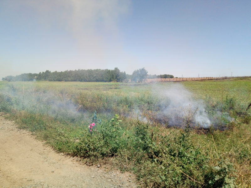 После нас хоть потоп: владельцы полей продолжают массово выжигать стерню - гибнут растения и животные