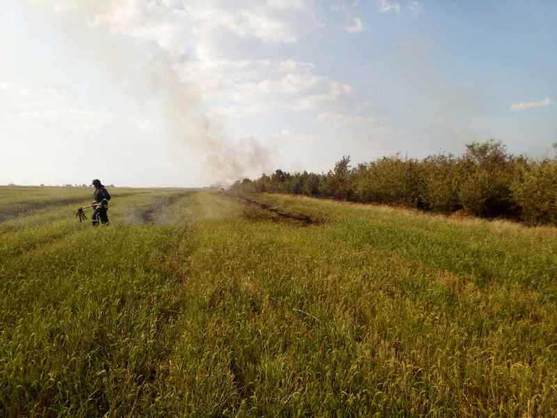 Жара атакует: в Одесской области горел сосновый лес - к тушению привлекали авиацию