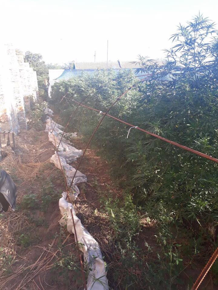 В Саратском районе наркодилер местного разлива собрал около 40 кг элитной марихуаны.