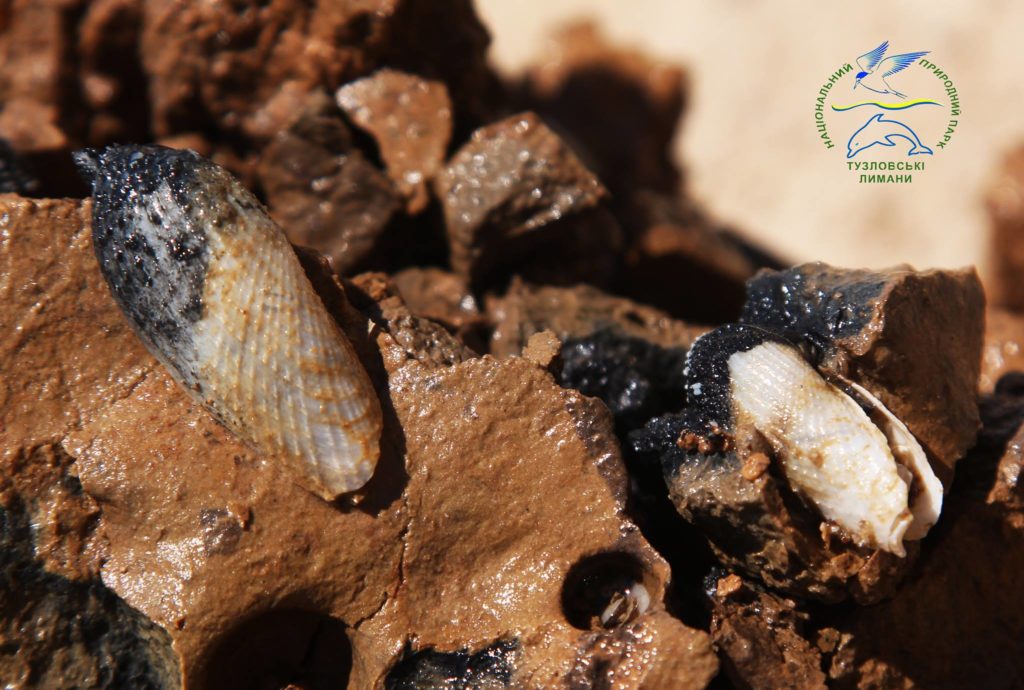 Экологи НПП «Тузловские лиманы» обнаружили место скопления живых моллюсков «крылья ангела»