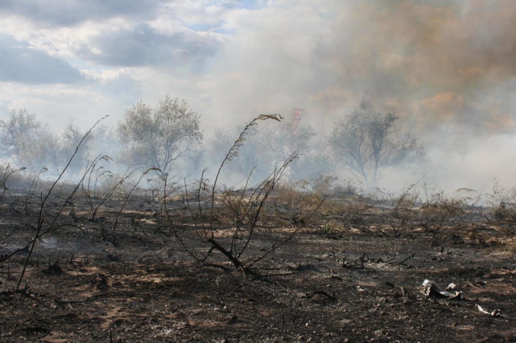 Из-за мощных поджогов в нацпарке «Тузловские лиманы» выгорело 11 га ценных природных территорий