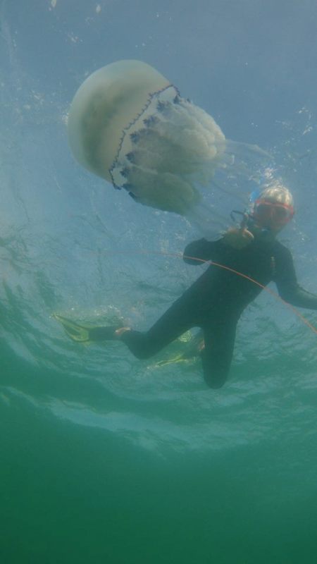На одесском побережье Черного моря запечатлели гигантских медуз