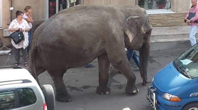 Фотофакт: по центру Одессы сегодня разгуливал слон