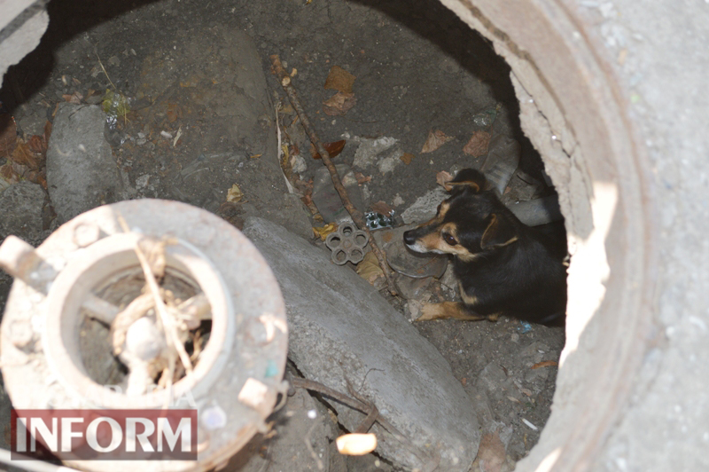 В Килии собака упала в колодец: спасатели помогли ей выбраться