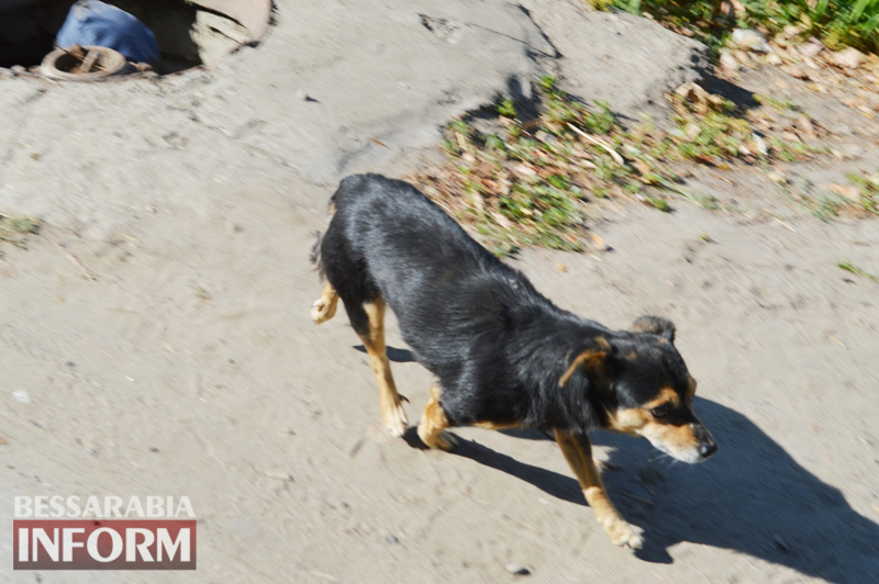DSC_0799 В Килии собака упала в колодец: спасатели помогли ей выбраться