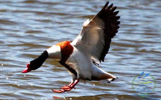 НПП "Тузловские лиманы": идиллию краснокнижных птиц, готовящихся к перелету, нарушили выстрелы браконьеров