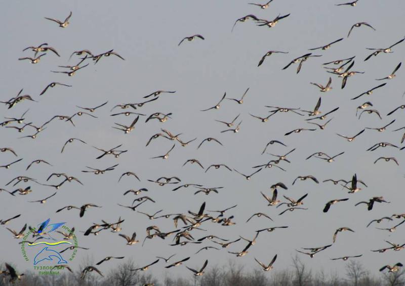 Одесская область принимает мигрирующих белолобых гусей.