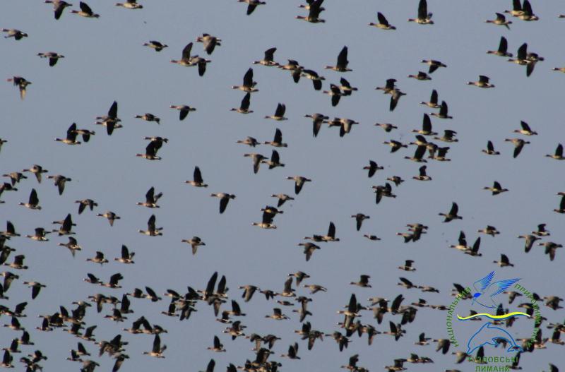 Одесская область принимает мигрирующих белолобых гусей
