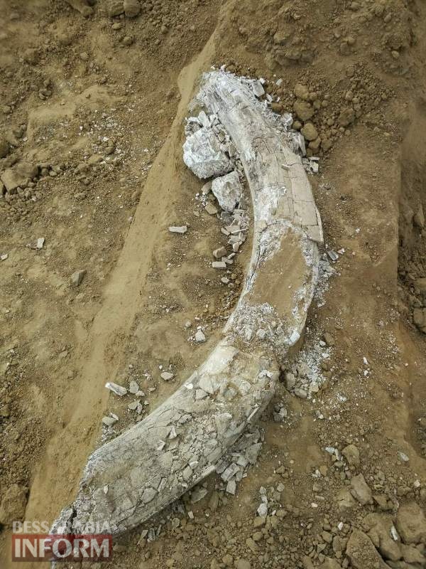 Привет из ледникового периода: в Ренийском районе обнаружили бивень мамонта