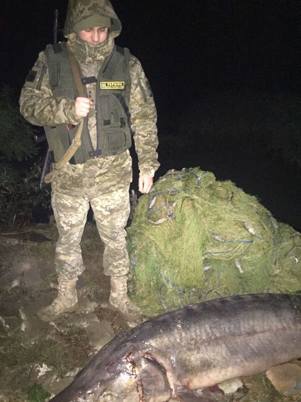 IMG-20171029-WA0001 На Дунае браконьеры поймали гигантскую краснокнижную белугу - их задержали измаильские пограничники