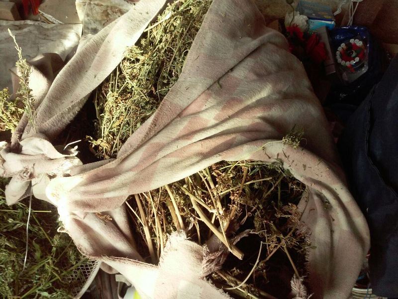 В Измаильском районе разоблачили наркоплантатора с немалым урожаем конопли