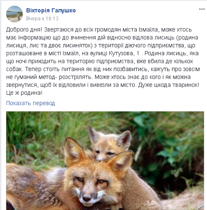 В Измаиле в районе тургостиницы "Дунай" завелись дикие лисы