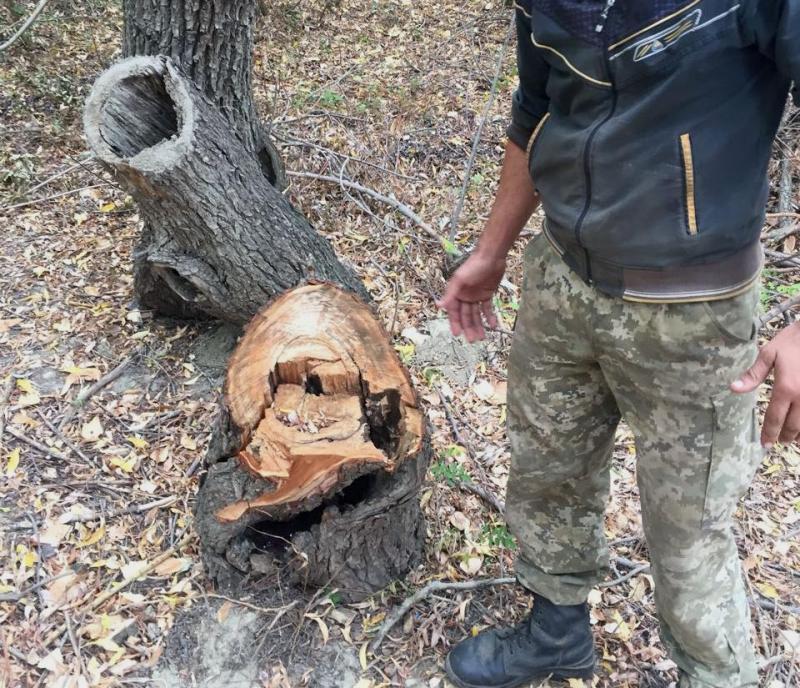 Вблизи города Рены были пойманы браконьерами-лесорубами с партией свежесрезанной древесины.