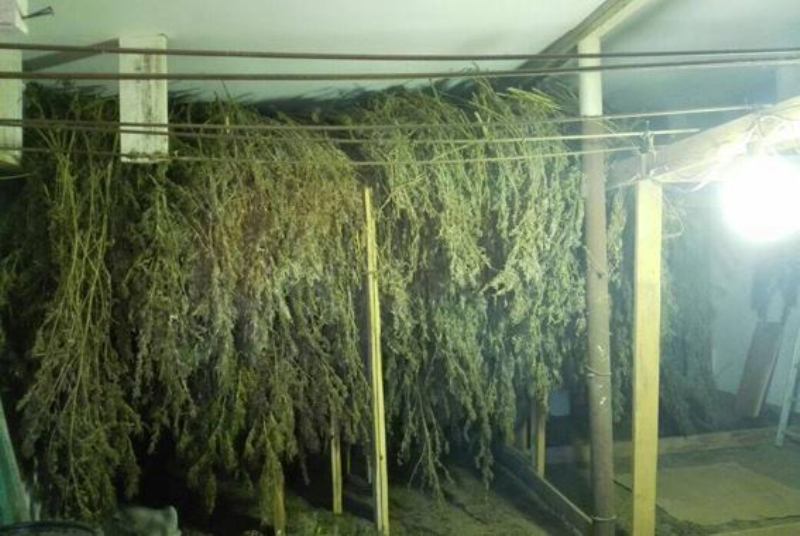 Белгород-Днестровский р-н: у жителя села полицейские обнаружили 70 кг марихуаны