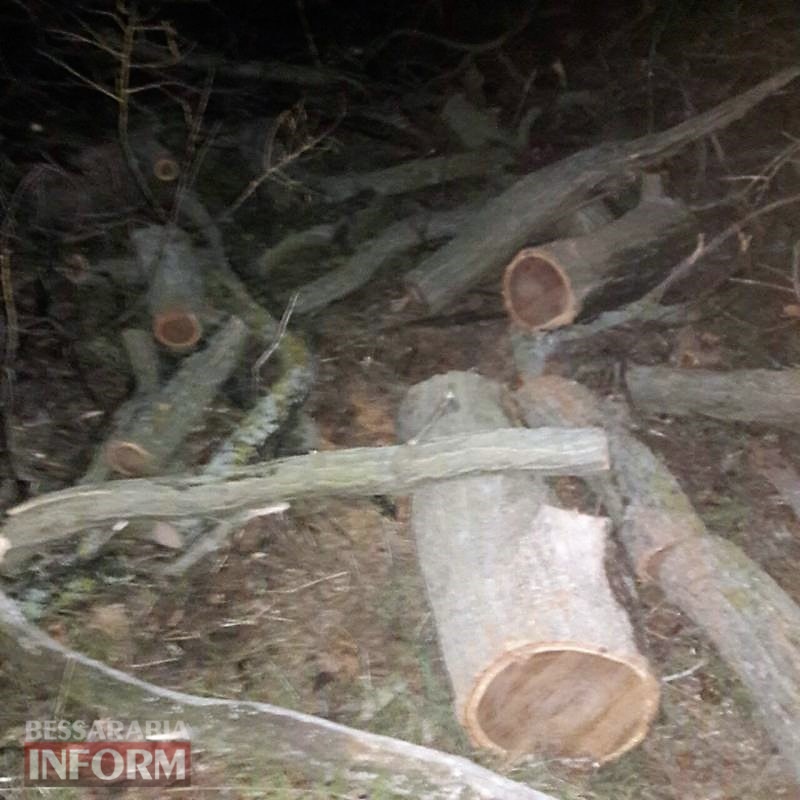 Неравнодушные жители Килийщины помогли остановить ночную вырубку ценных деревьев
