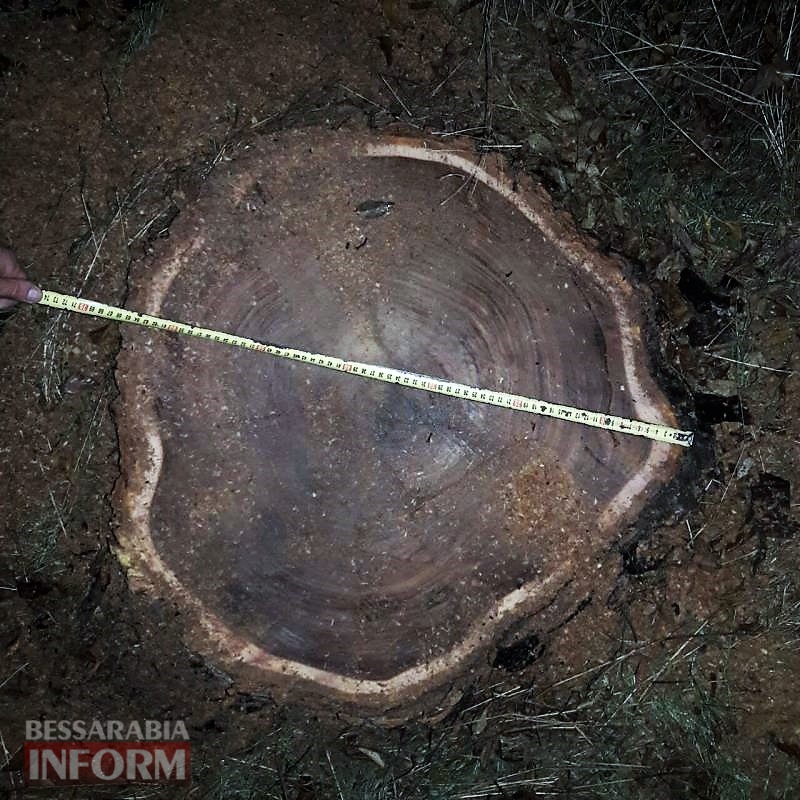 Неравнодушные жители Килийщины помогли остановить ночную вырубку ценных деревьев.