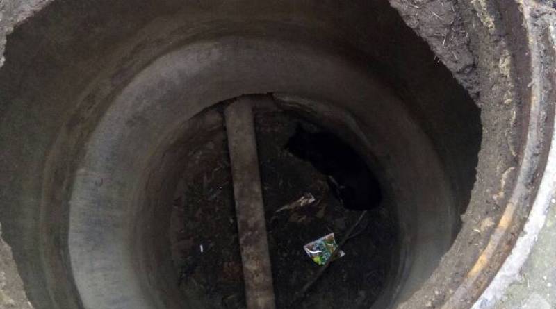 В Измаиле спасатели помогли собаке выбраться из 4-метрового колодца