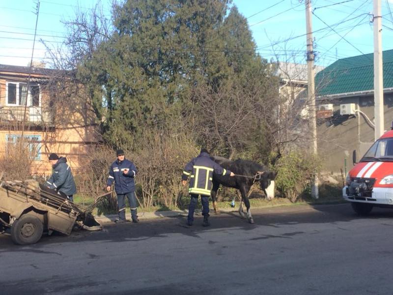 Изверги: скупщики животных бросили умирать посреди улицы в Арцизе корову и лошадь
