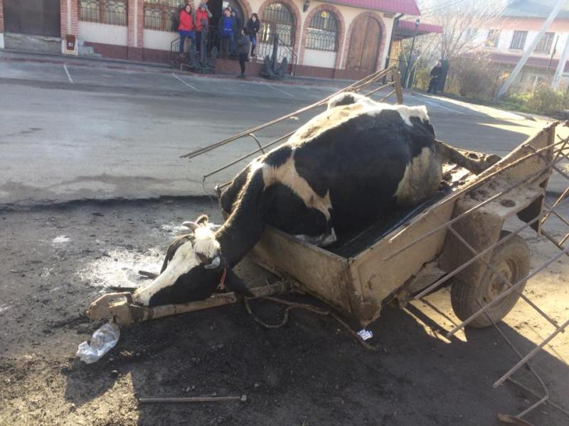 Изверги: скупщики животных бросили умирать посреди улицы в Арцизе корову и лошадь