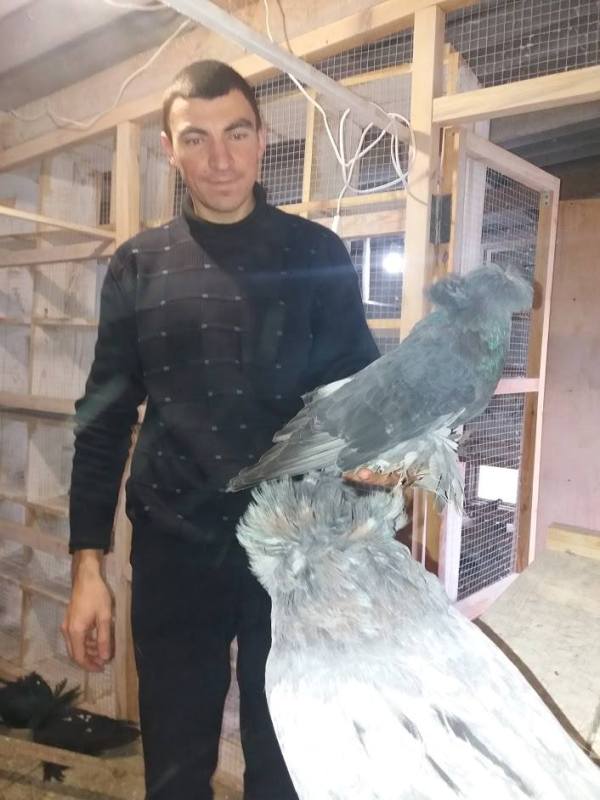 Закон и голуби: полицейский из Татарбунар увлекается разведением декоративных голубей
