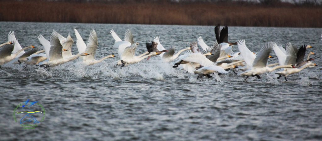 Орнитологи НПП "Тузловские лиманы" пересчитали всех зимующих в нацпарке птиц.
