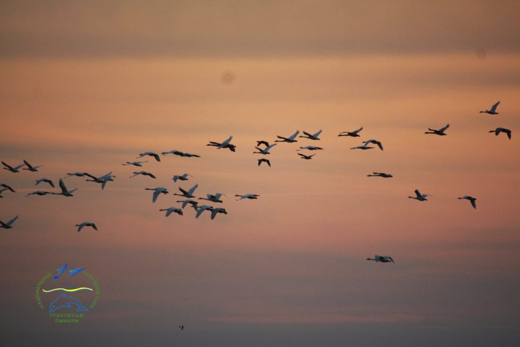 Орнитологи НПП «Тузловские лиманы» пересчитали всех зимующих в нацпарке птиц