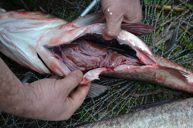 Не попадись на удочку: зараженную рыбу с озера Сафьяны измаильчане могут определить по ряду признаков