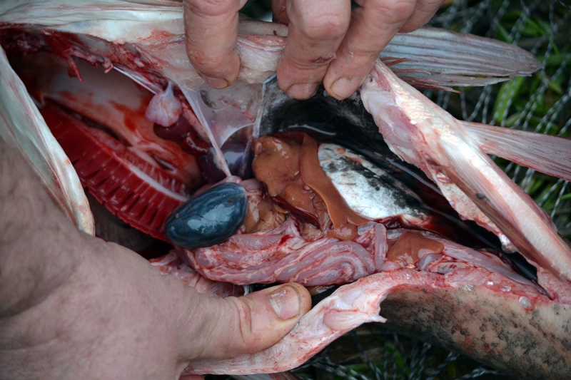 Не попадись на удочку: зараженную рыбу из озера Сафьяны