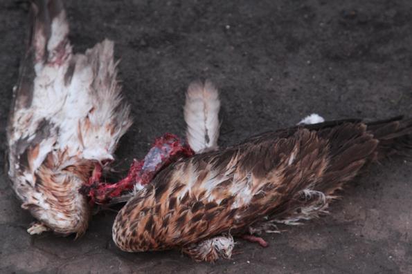 В Татарбунарском р-не истребляют хищные птицы, очередной мишенью стал краснокнижный канюк курганник (фото +18)