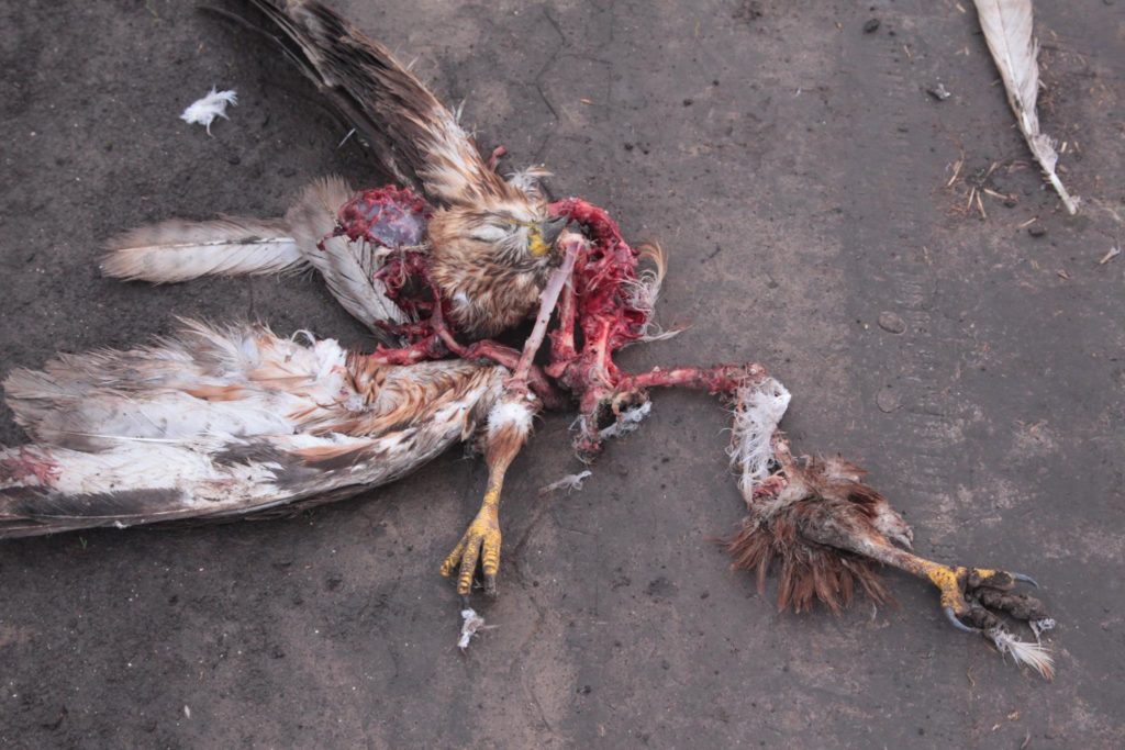В Татарбунарском р-не истребляют хищных птиц, очередной мишенью стал краснокнижный канюк курганник (фото +18)