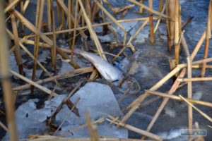 На озере Ялпуг люди добывают из-под льда на корм животным массово погибшего малька