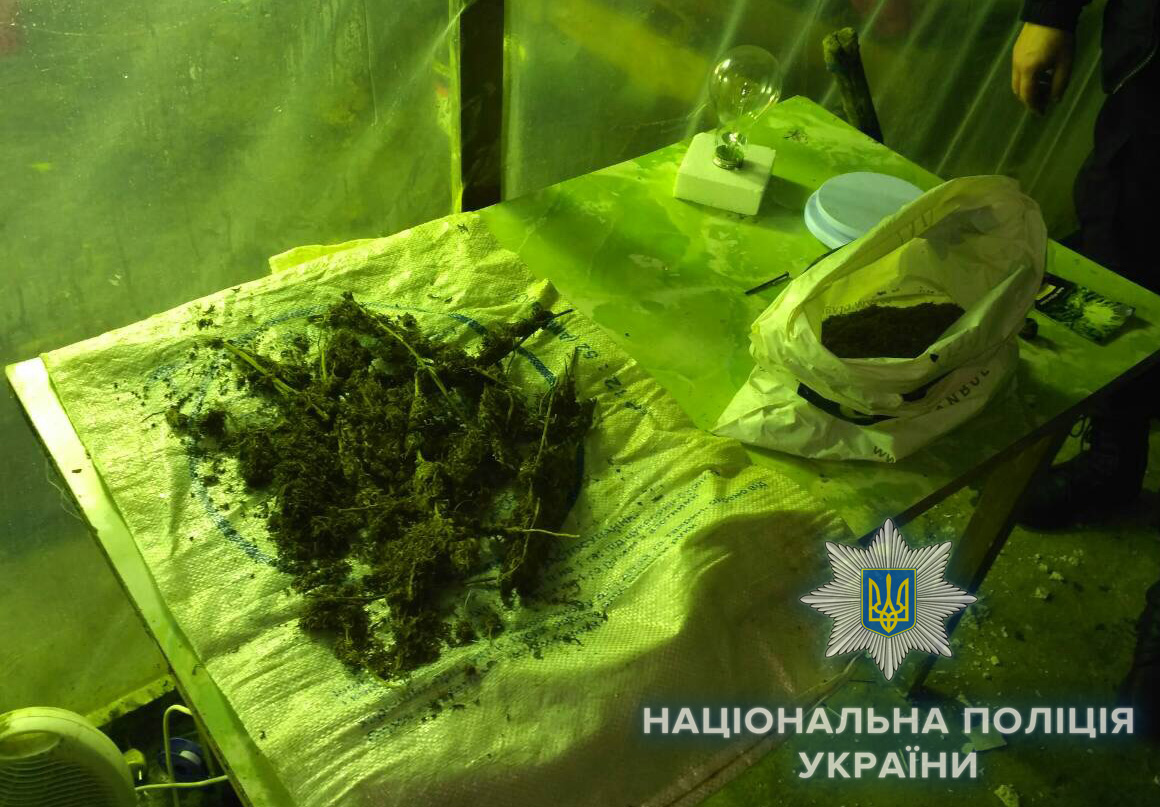 Житель Болграда обустроил теплицу для конопли в арендованном подвале (фото)