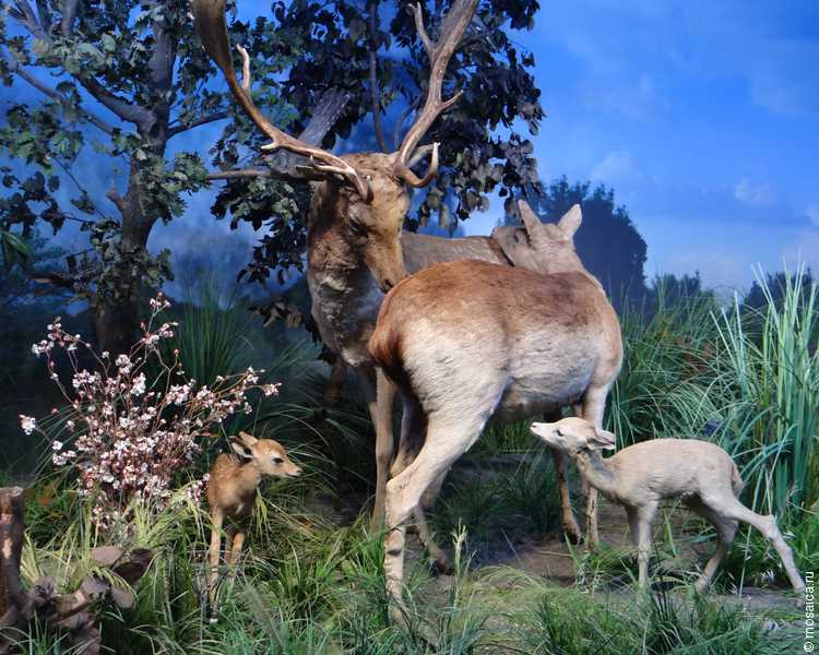 Наши в Румынии: в Бухаресте побывала делегация студентов и этнических румын из Измаила