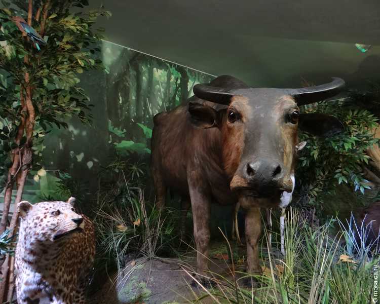 Наши в Румынии: в Бухаресте побывала делегация студентов и этнических румын из Измаила