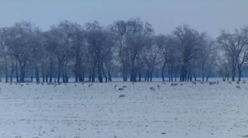 В Белгород-Днестровском районе местные жители и предприниматели не дали погибнуть сотням журавлей и аистов
