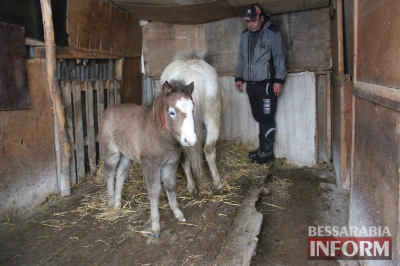 На Измаильской станции юных натуралистов пополнение — у пони Ники и Лютика родился жеребенок