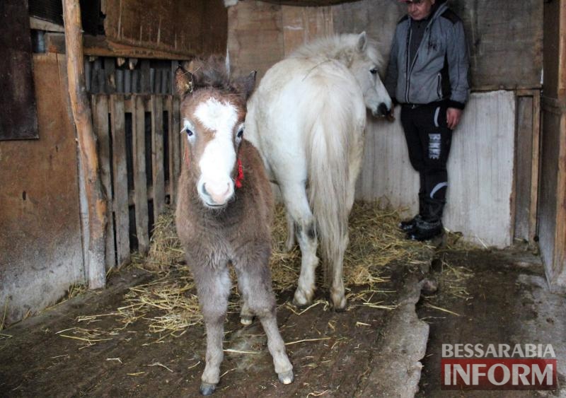 На Измаильской станции юных натуралистов пополнение — у пони Ники и Лютика родился жеребенок