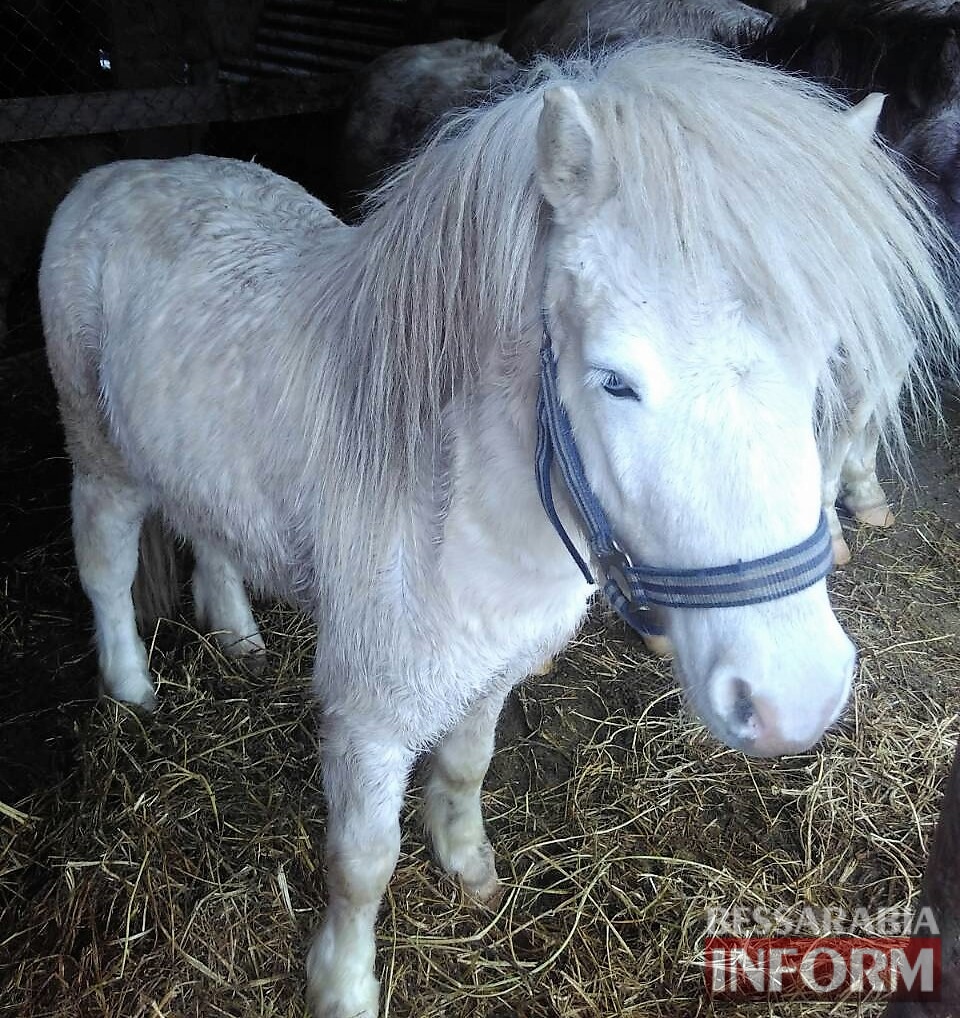 На Измаильской станции юных натуралистов пополнение — у пони Ники и Лютика родился жеребенок