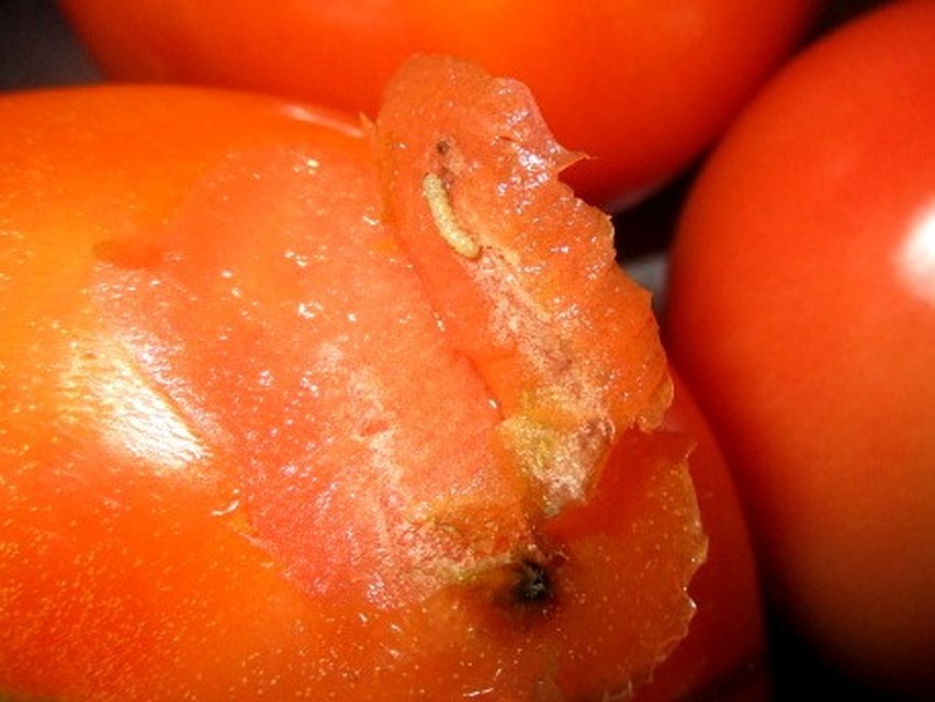 Одесская область вернула Турции 20 тонн томатов, зараженных опасным карантинным вредителем