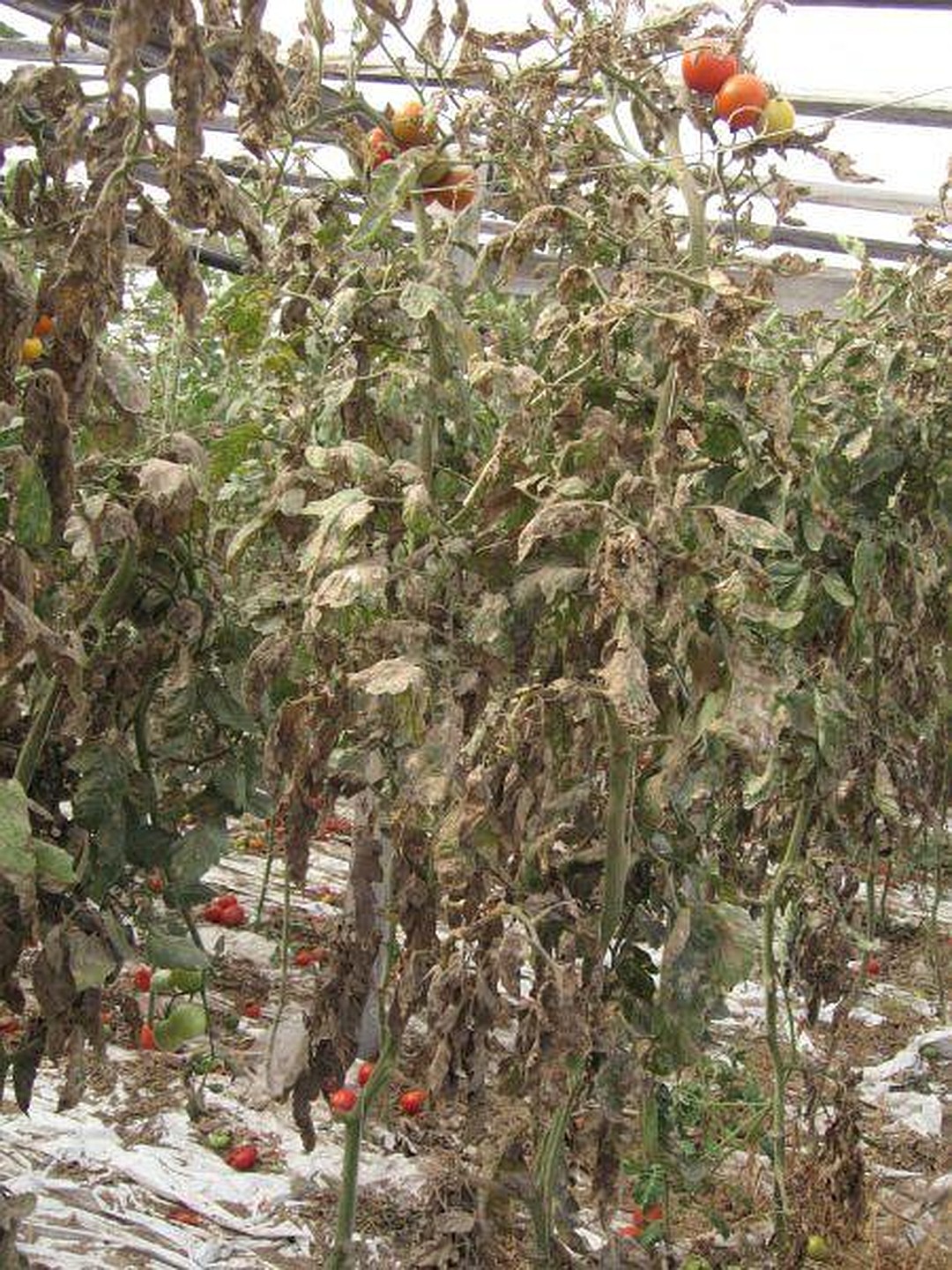 Одесская область вернула Турции 20 тонн томатов, зараженных опасным карантинным вредителем