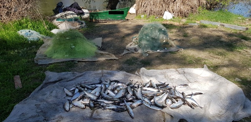 Измаильские пограничники поймали браконьеров с уловом "дунайки" почти на 30 тысяч гривен
