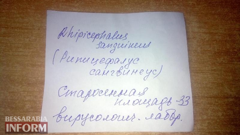 Клещи атакуют: после укуса жители Измаила вынуждены самостоятельно доставлять кровососа на экспертизу в Одессу