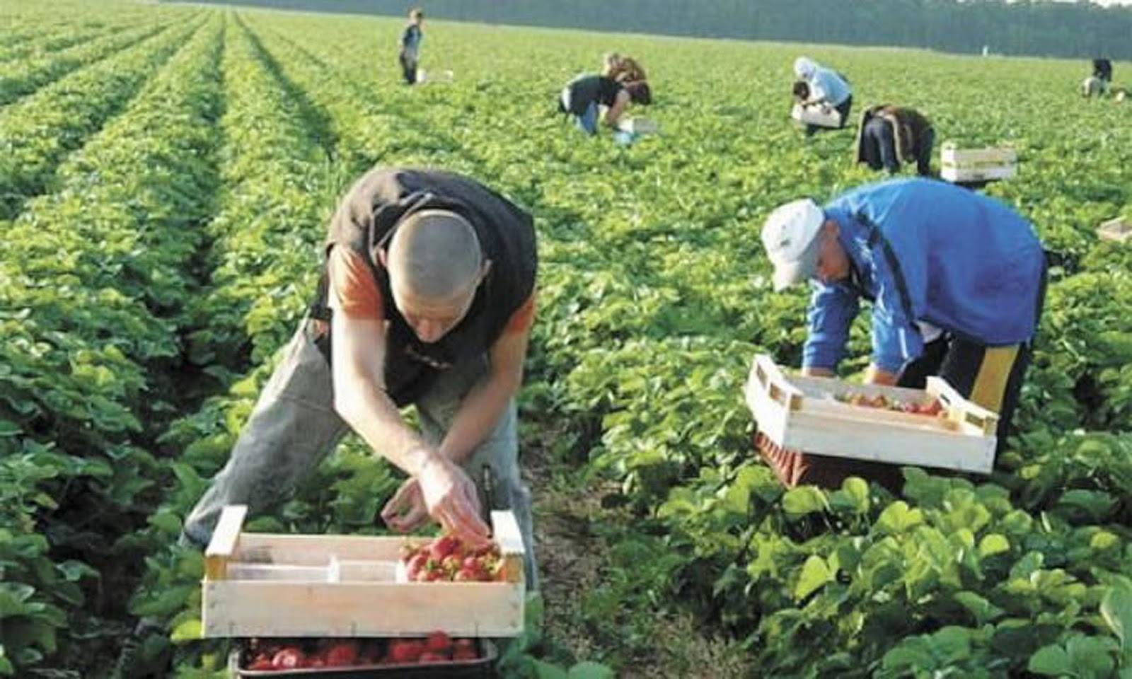 У поляков гниет ягода из-за нехватки рабочих рук - почему украинцы не едут в Польшу на заработки