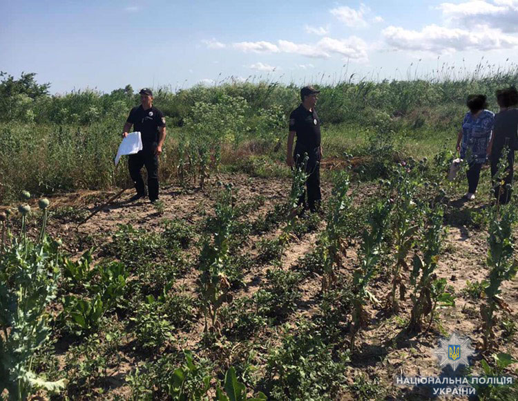 Жители двух сел в Татарбунарском районе выращивали "для собственных нужд" более 500 кустов опийного мака