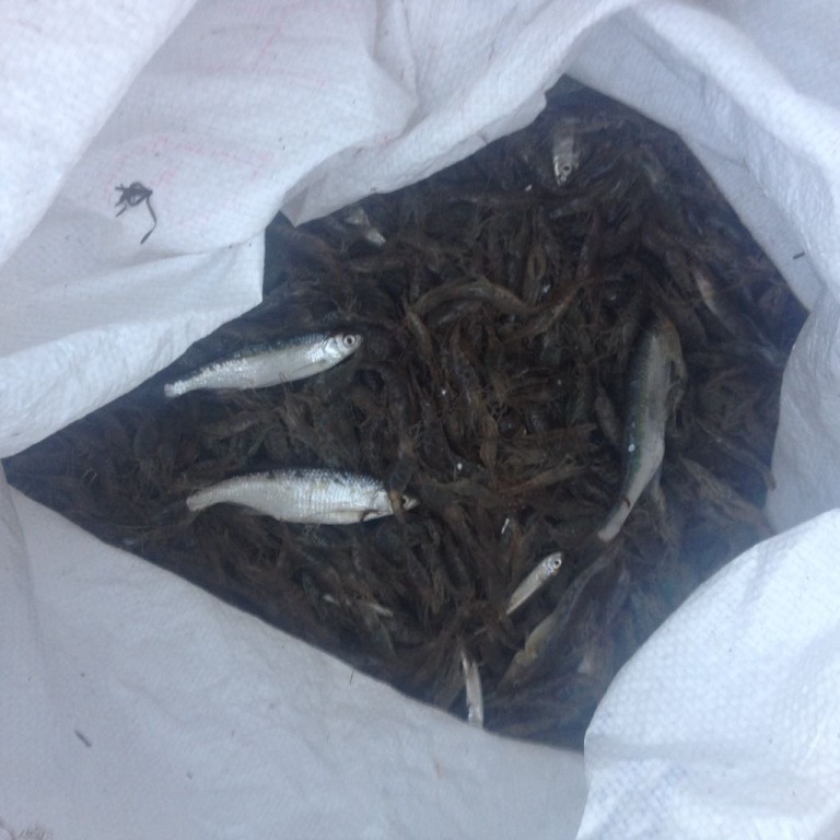 Ловили креветок и рыбу: на территории Дунайского биосферного заповедника поймали браконьеров