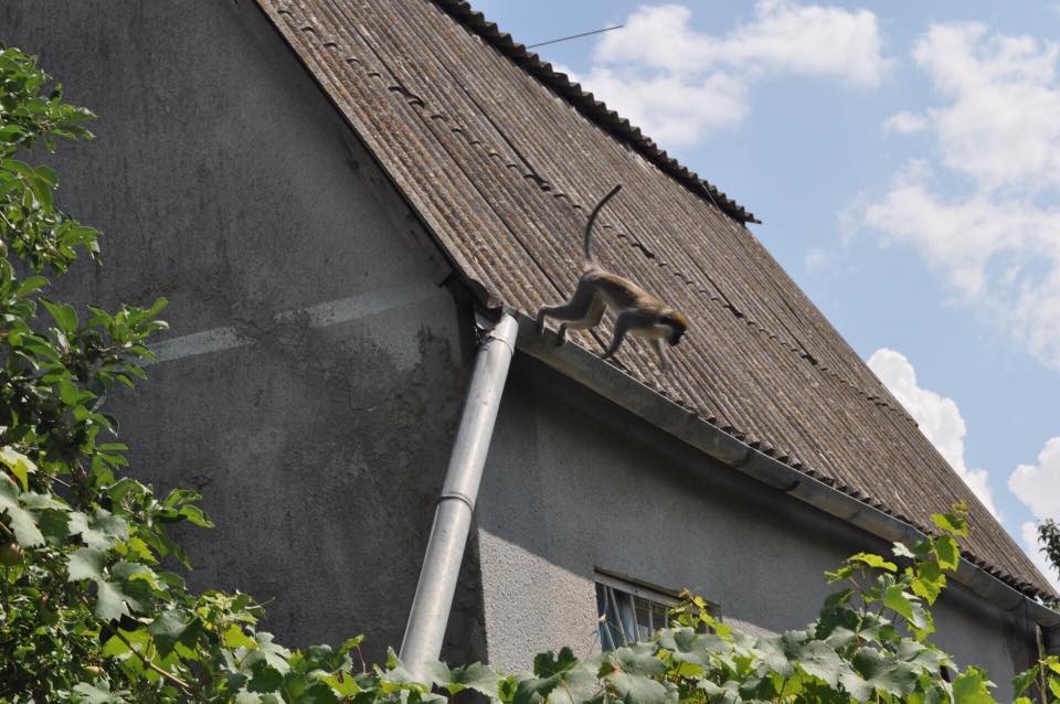 В Одесской области стая обезьян сбежала из зоопарка и захватила дачный поселок (ФОТО)